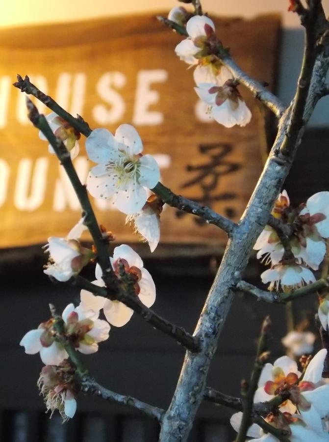 Guesthouse Yawara 岡山市 エクステリア 写真